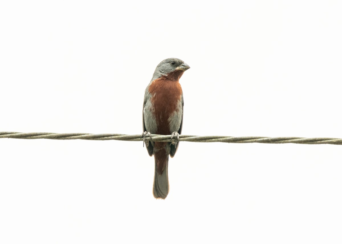 Chestnut-bellied Seedeater - Silvia Faustino Linhares