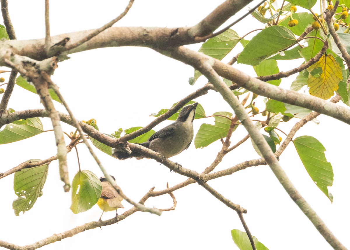 Bluish-gray Saltator - Silvia Faustino Linhares