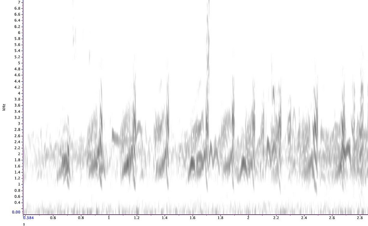 Semipalmated Plover - ML624152612