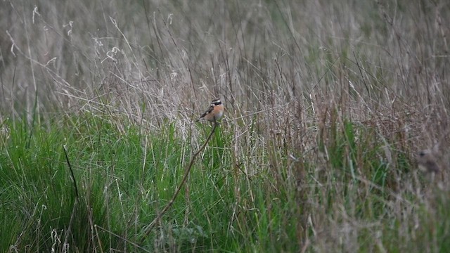 Whinchat - ML624152651