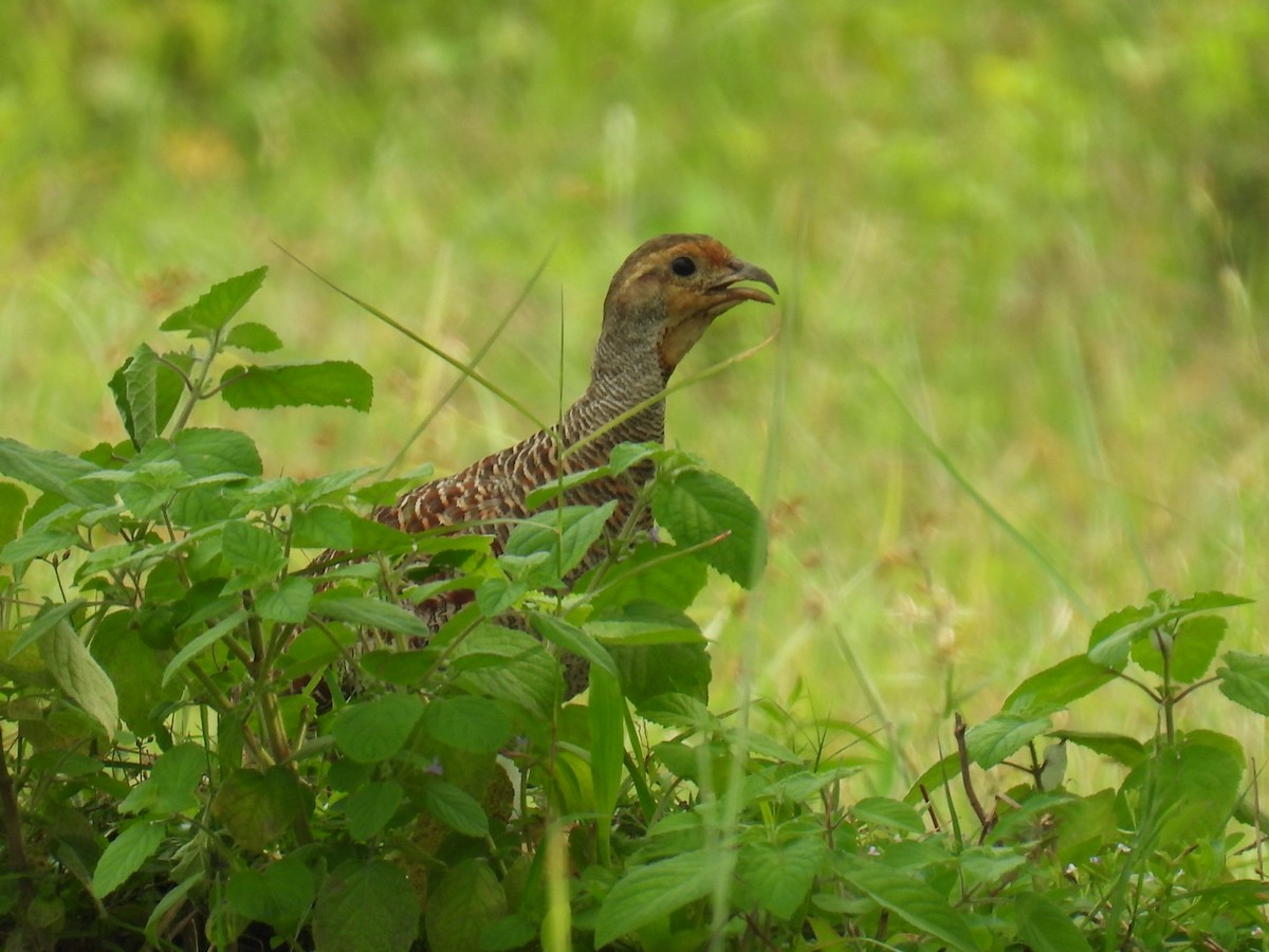 Gray Francolin - ML624152658