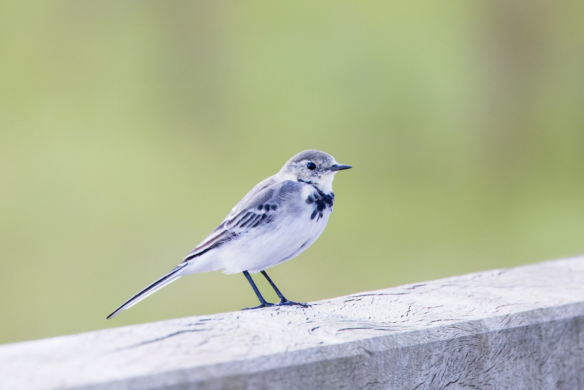 White Wagtail - ML624152661