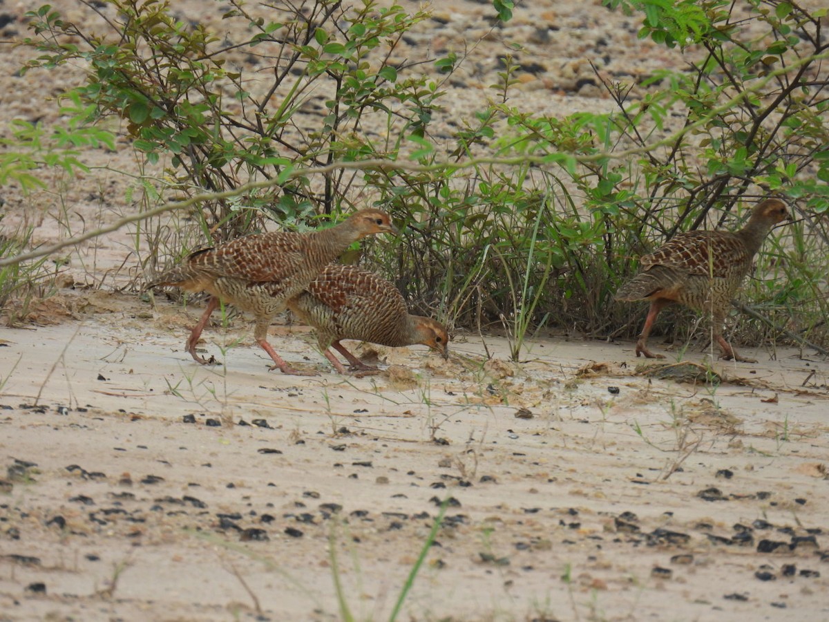 Gray Francolin - ML624152671