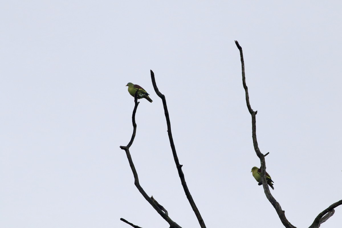 Thick-billed Green-Pigeon - Nathaniel Harms