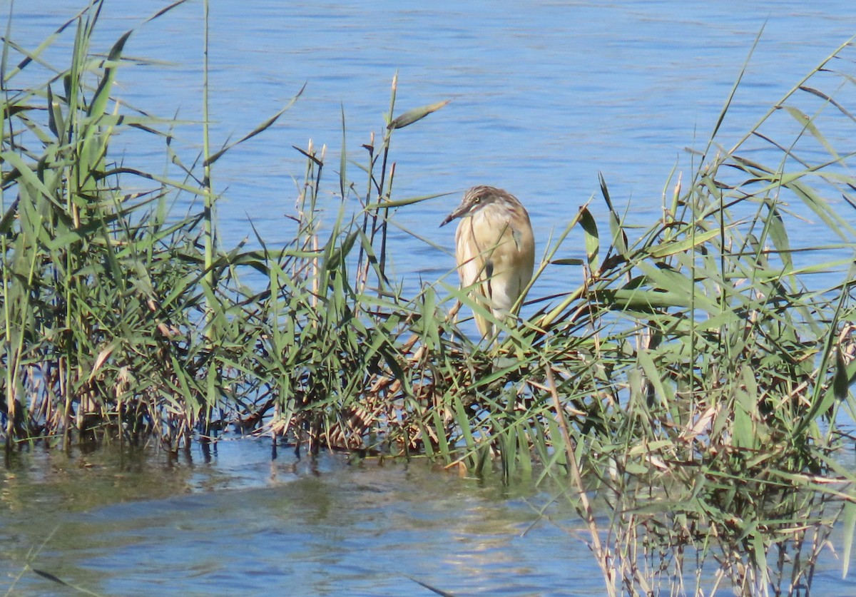 Squacco Heron - ML624152691