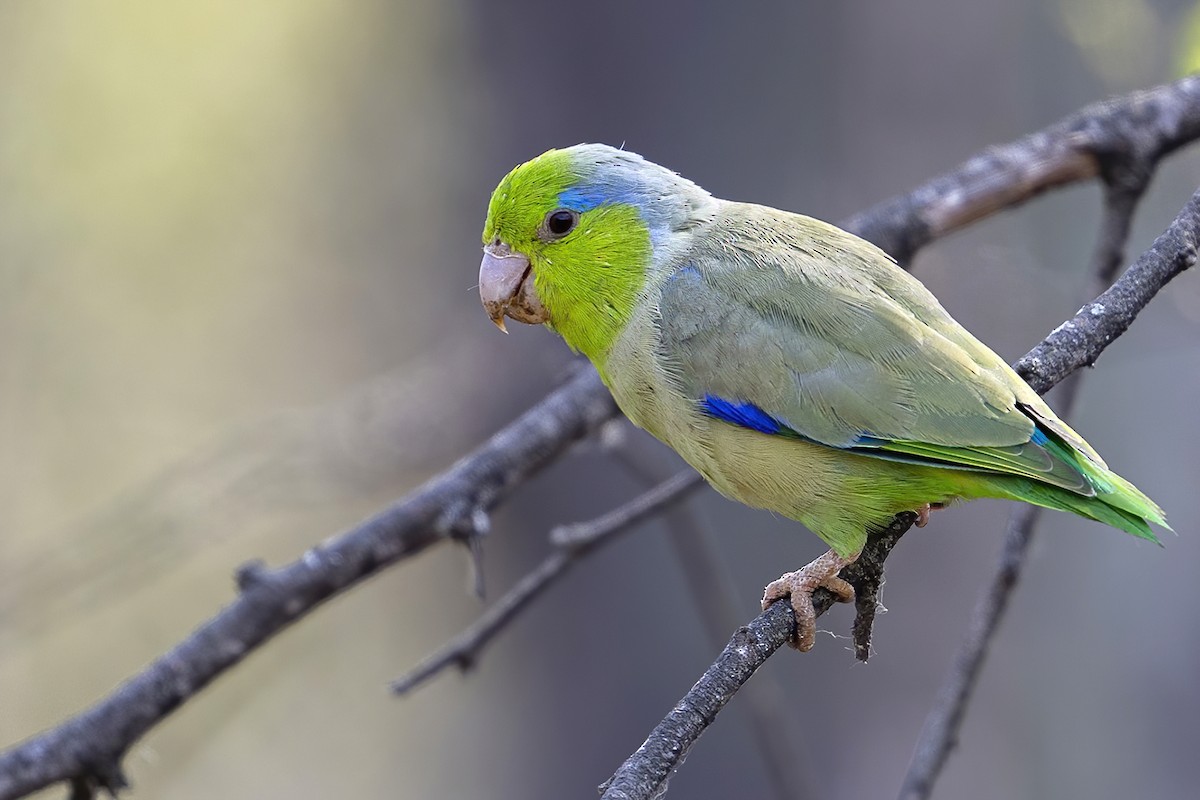 Pacific Parrotlet - ML624152698