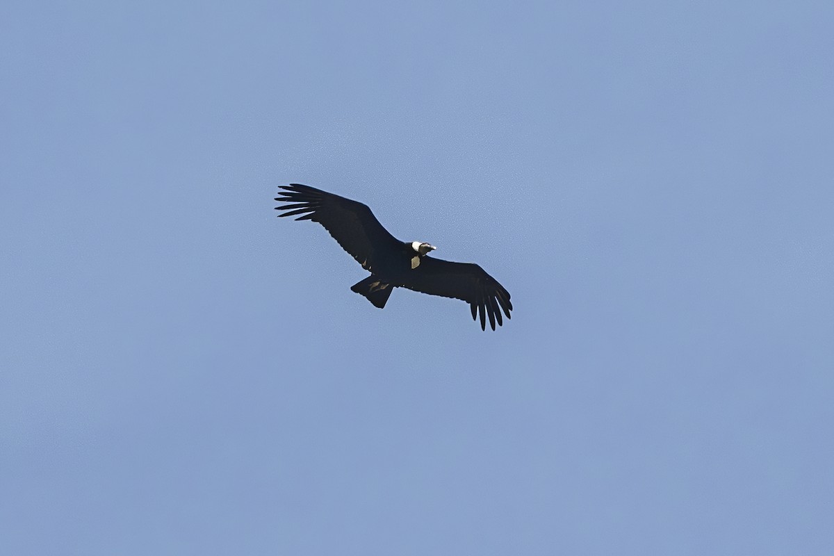 Andean Condor - ML624152706