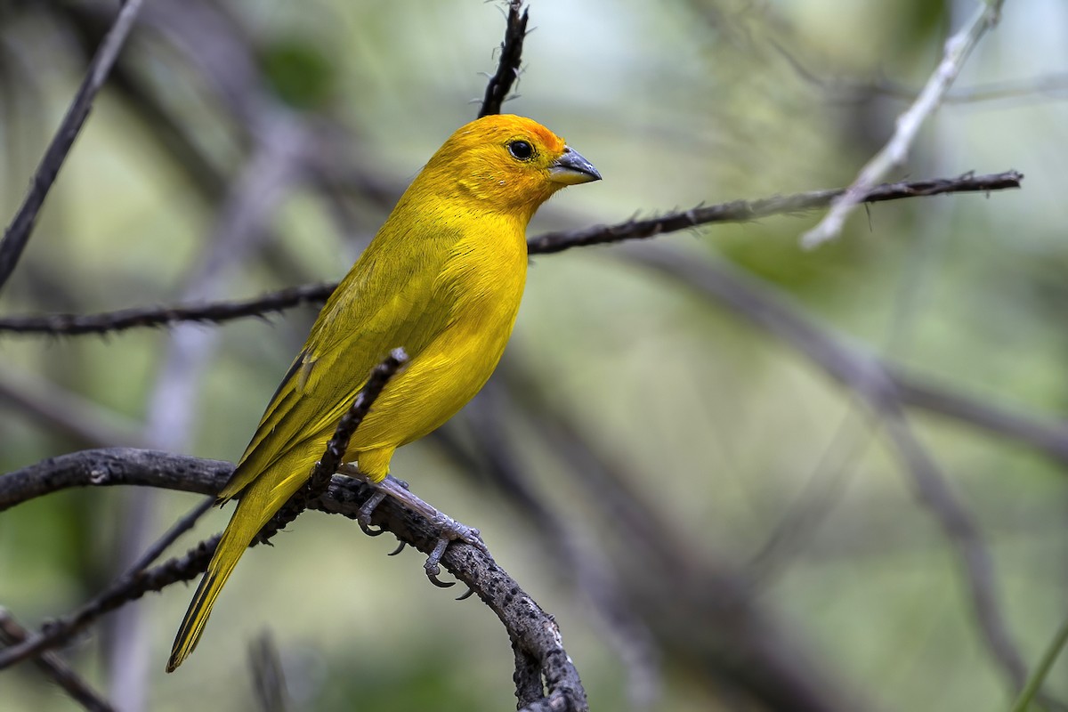 Saffron Finch - ML624152707