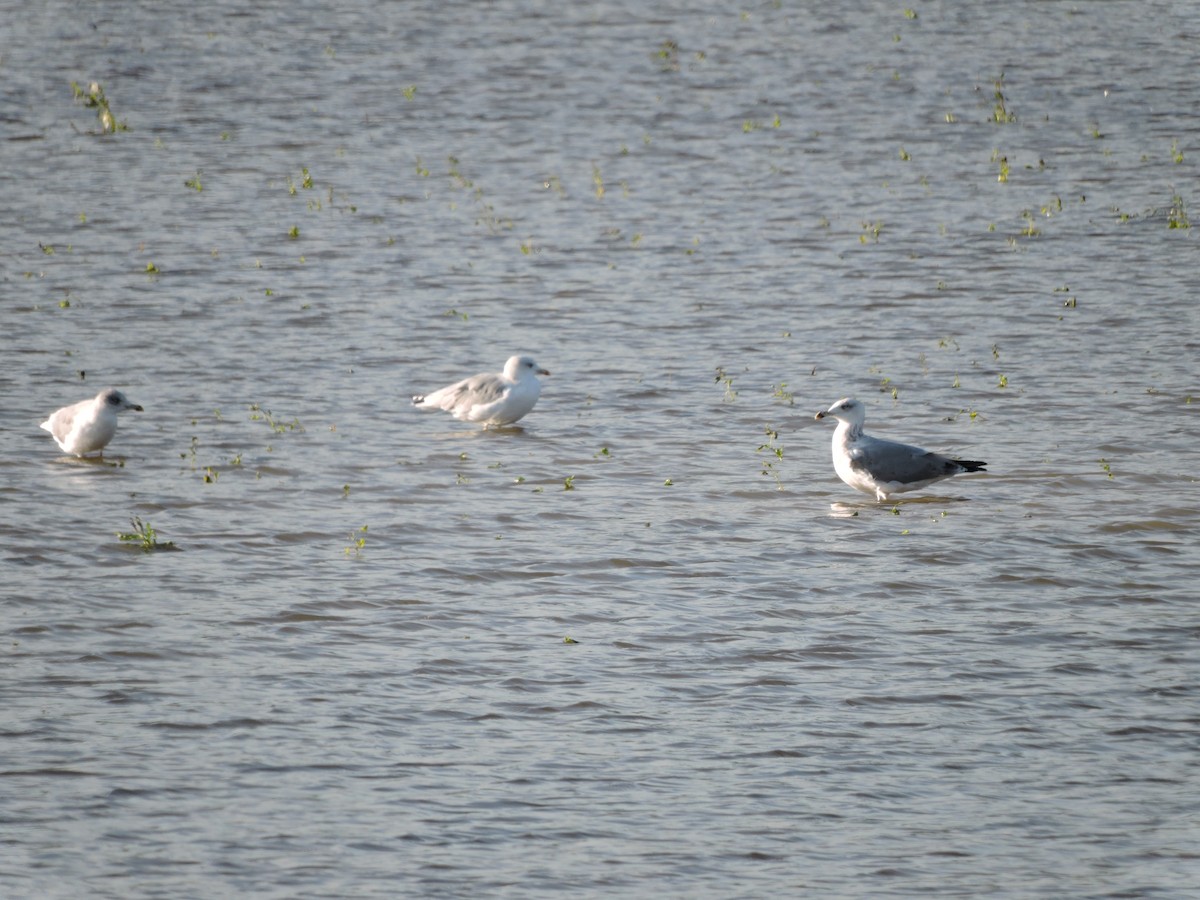 Gaviota Patiamarilla - ML624152712