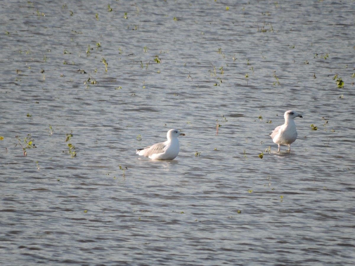 Gaviota Patiamarilla - ML624152714