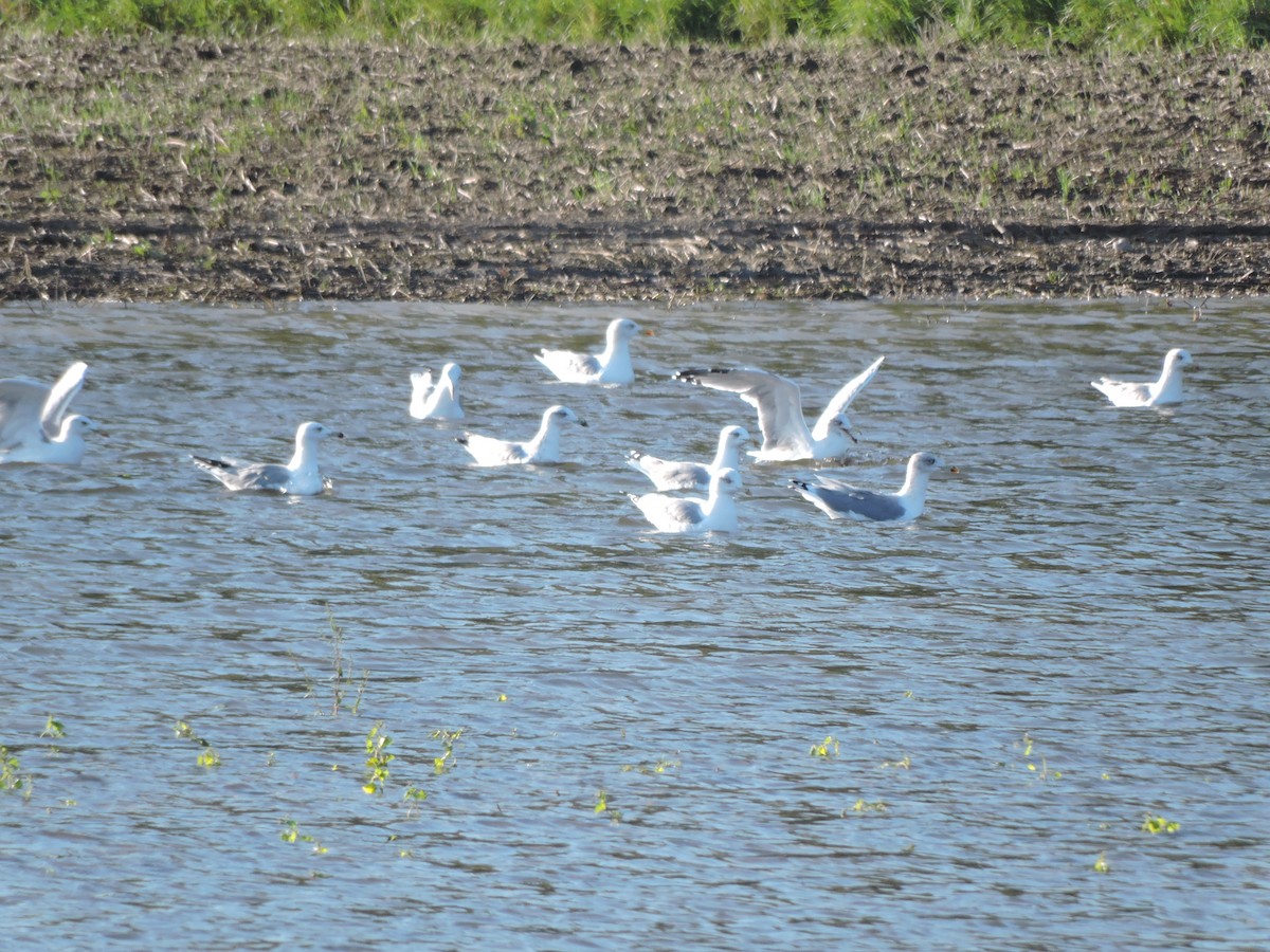 Gaviota Patiamarilla - ML624152719