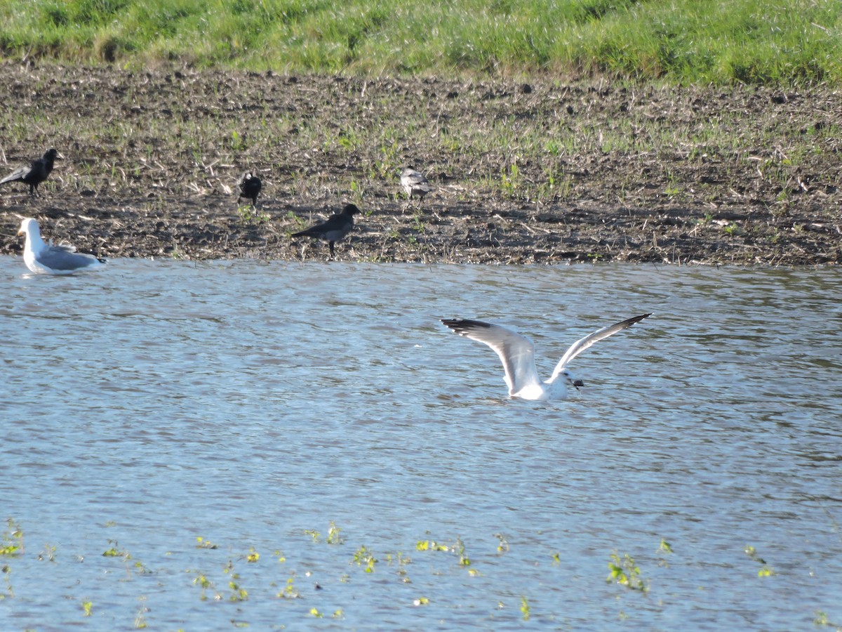 Gaviota Patiamarilla - ML624152720