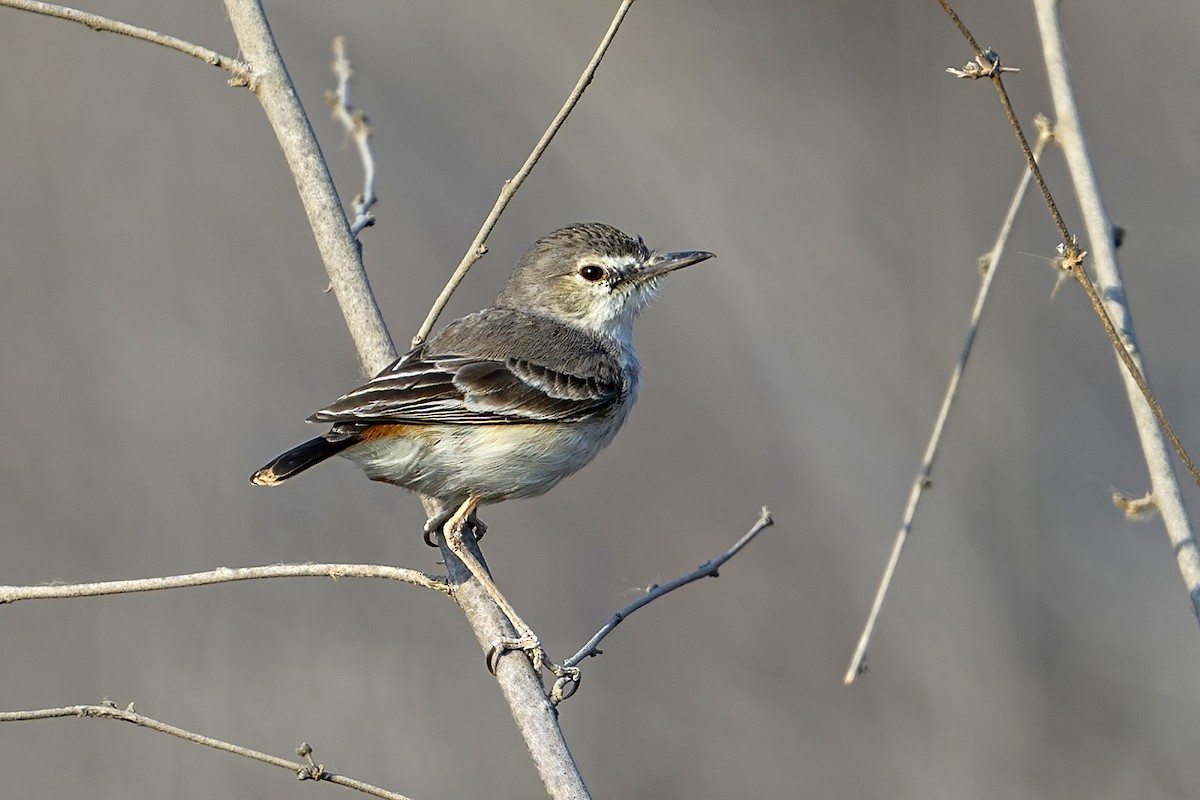 Short-tailed Field Tyrant - ML624152738