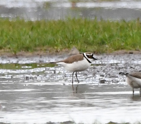 Little Ringed Plover - ML624152749