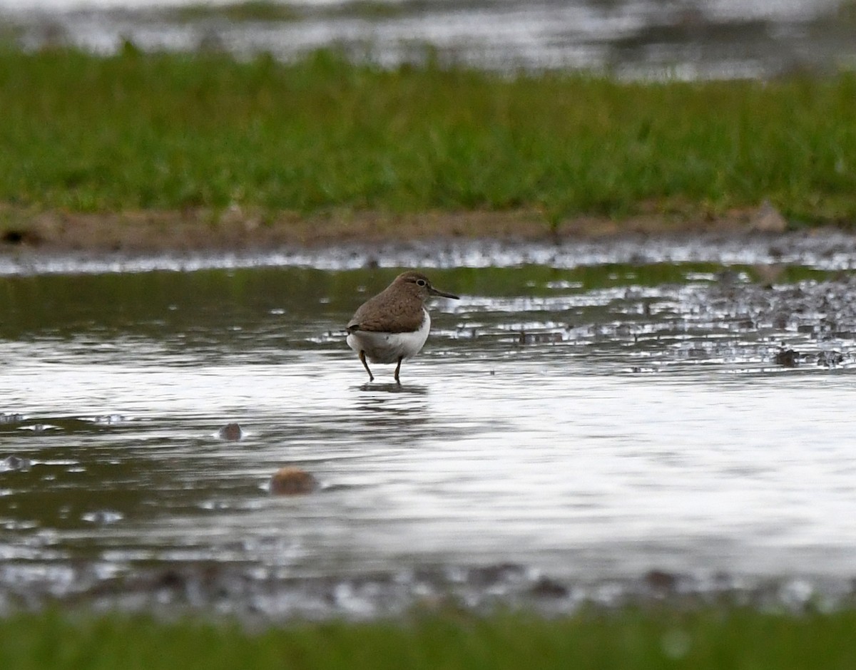 Common Sandpiper - ML624152750