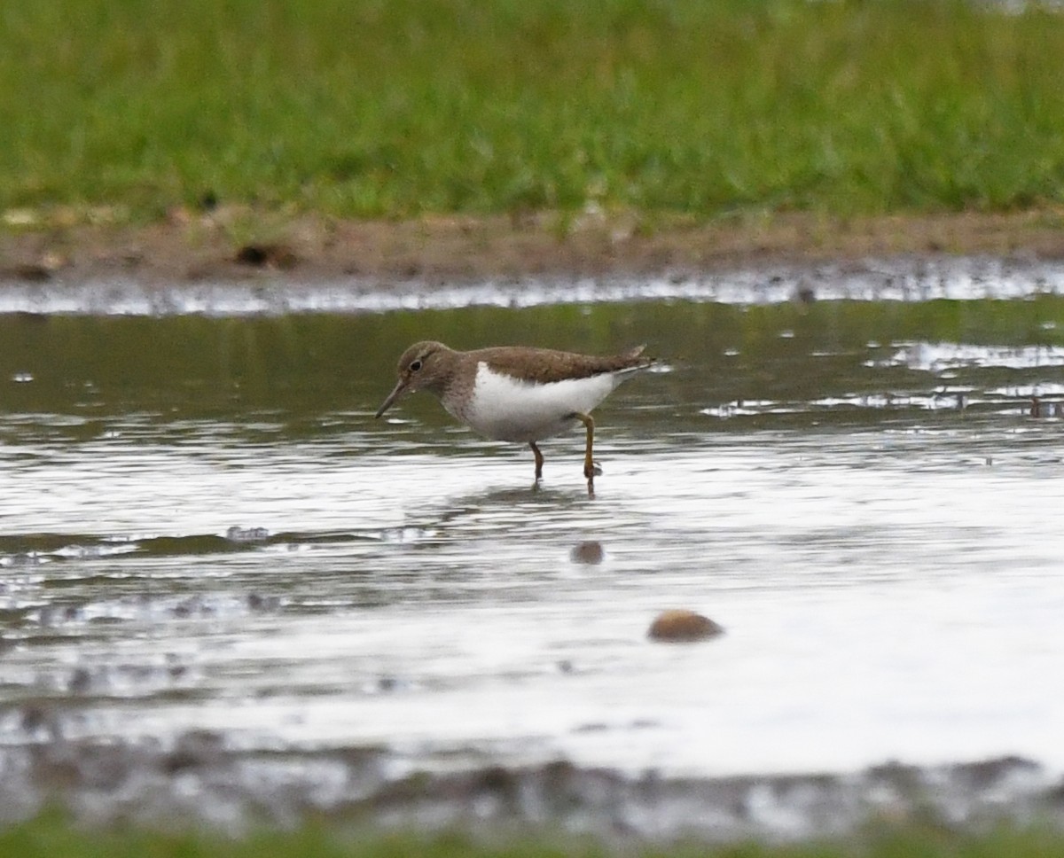 Common Sandpiper - ML624152751