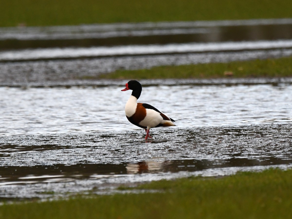 Common Shelduck - ML624152753