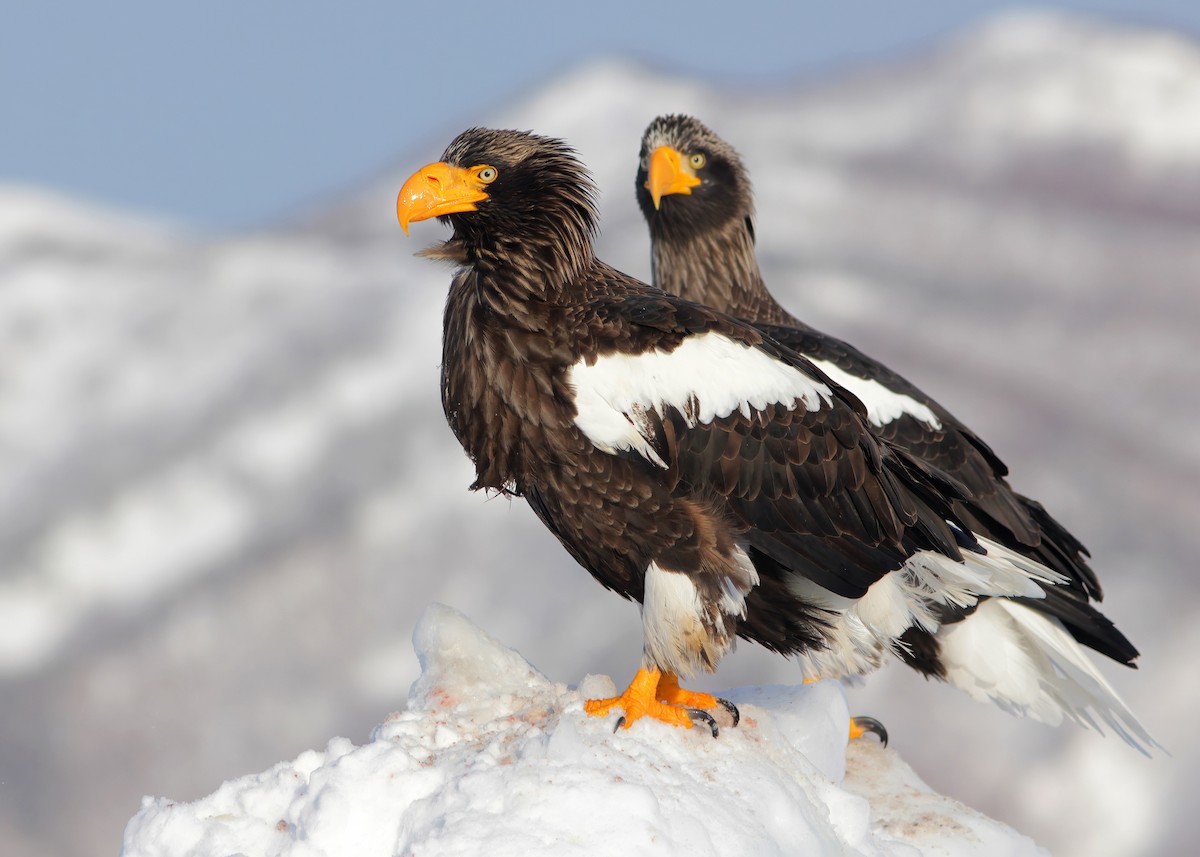 Steller's Sea-Eagle - Ayuwat Jearwattanakanok