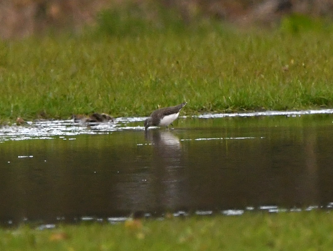 Green Sandpiper - ML624152780