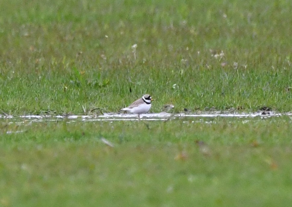 Common Ringed Plover - ML624152784