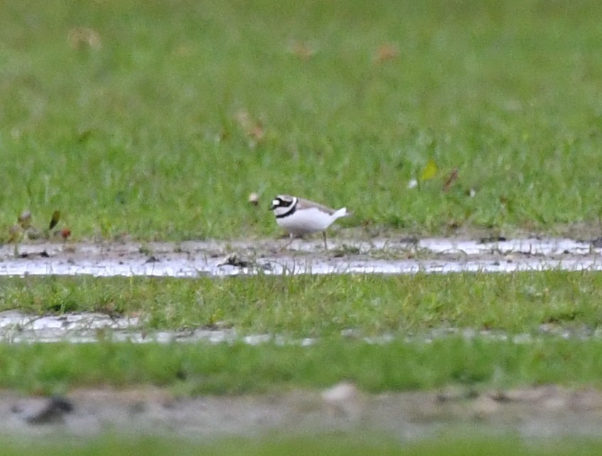 Little Ringed Plover - ML624152788