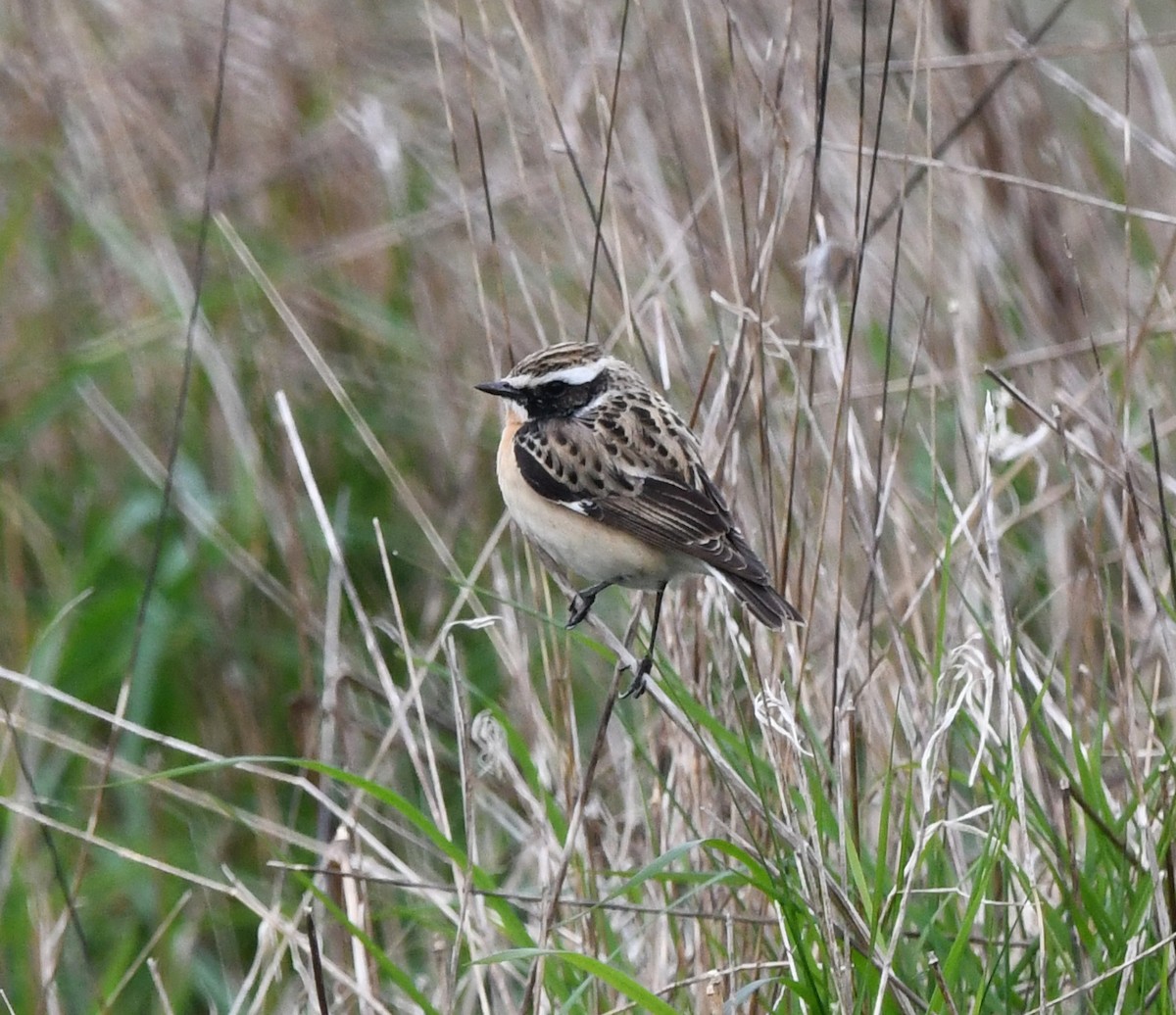 Whinchat - ML624152798