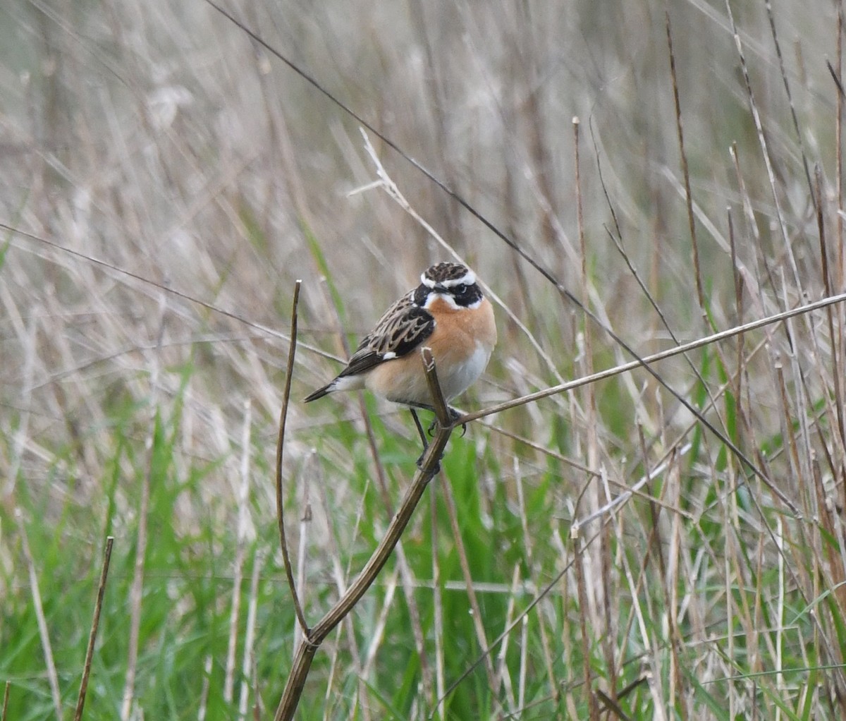 Whinchat - ML624152799