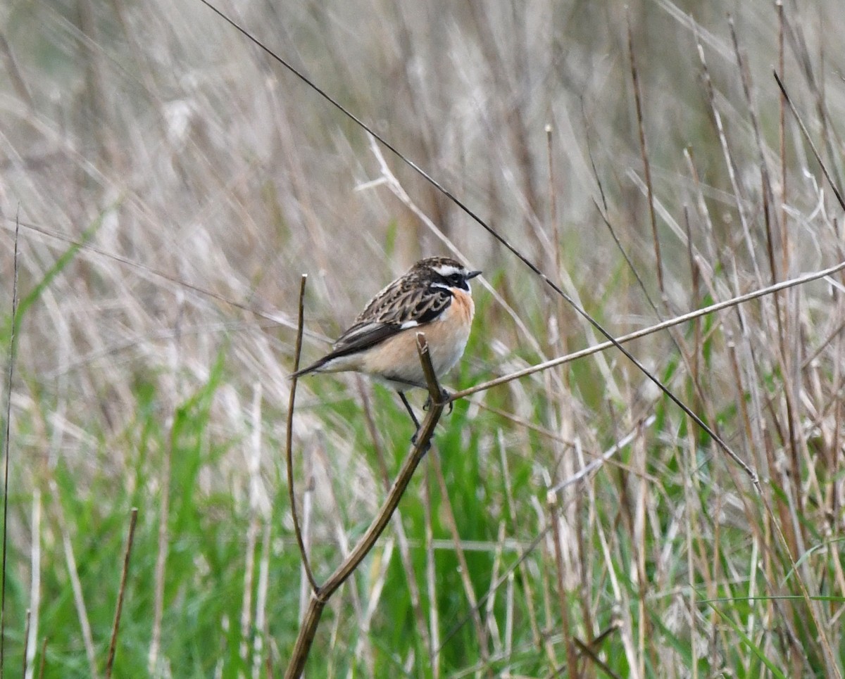 Whinchat - ML624152801