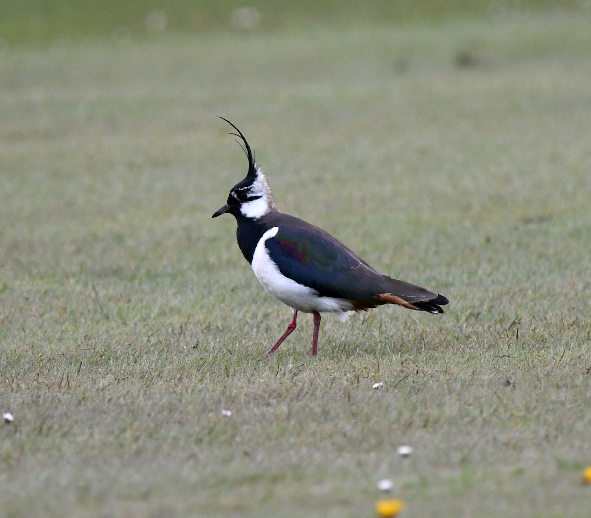 Northern Lapwing - ML624152805