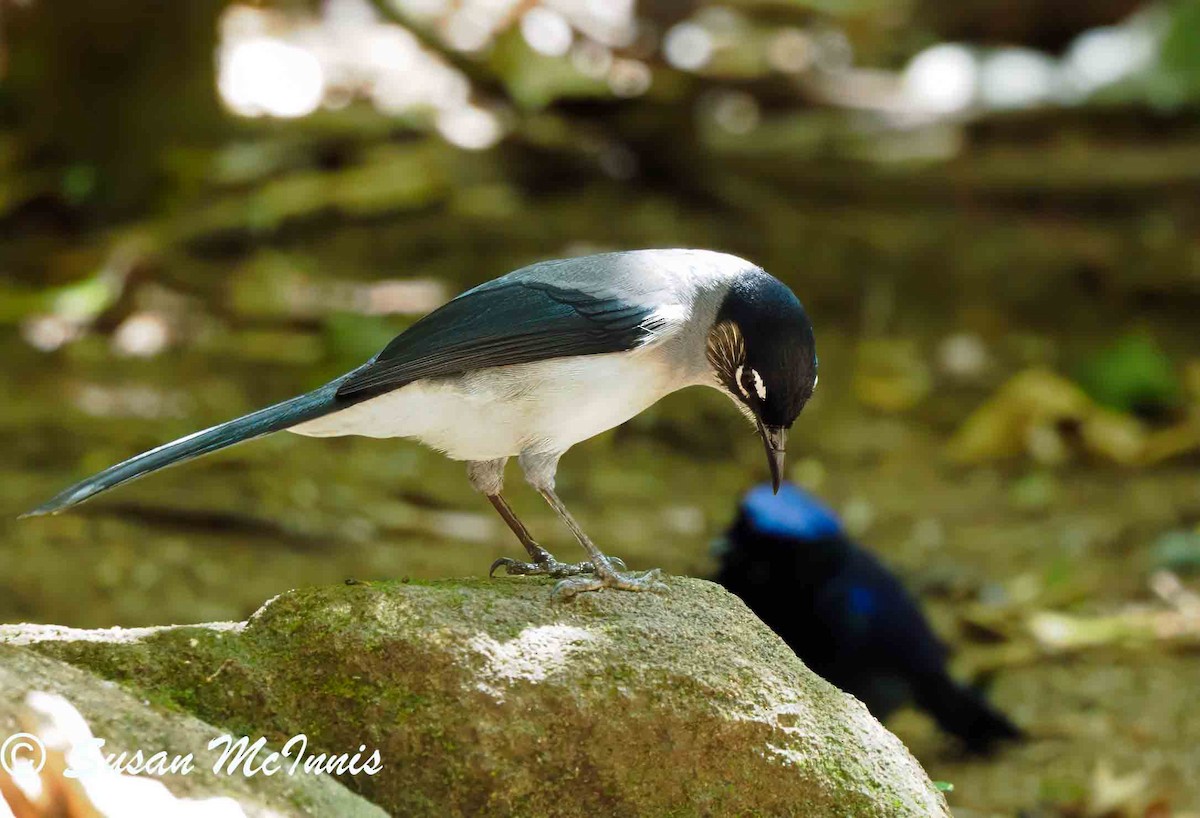 Black-headed Sibia (Lang Bian) - ML624152825