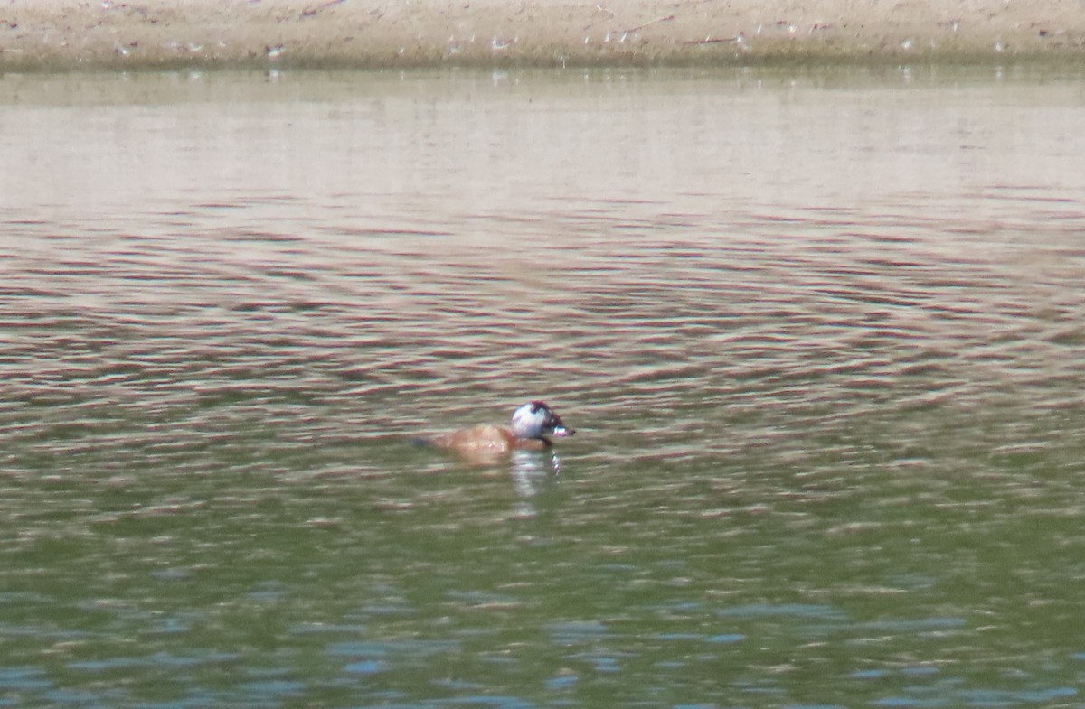 White-headed Duck - ML624152858