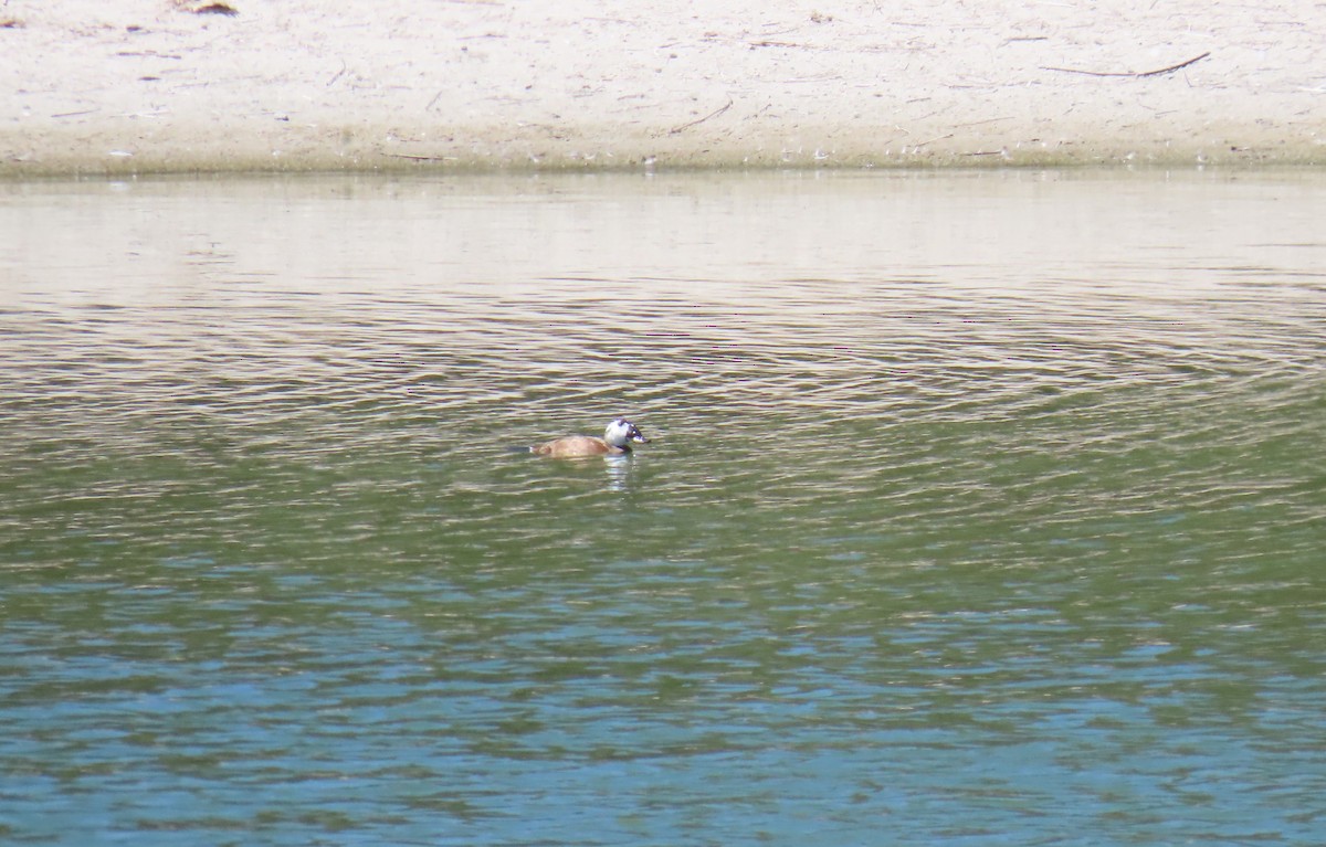 White-headed Duck - ML624152860