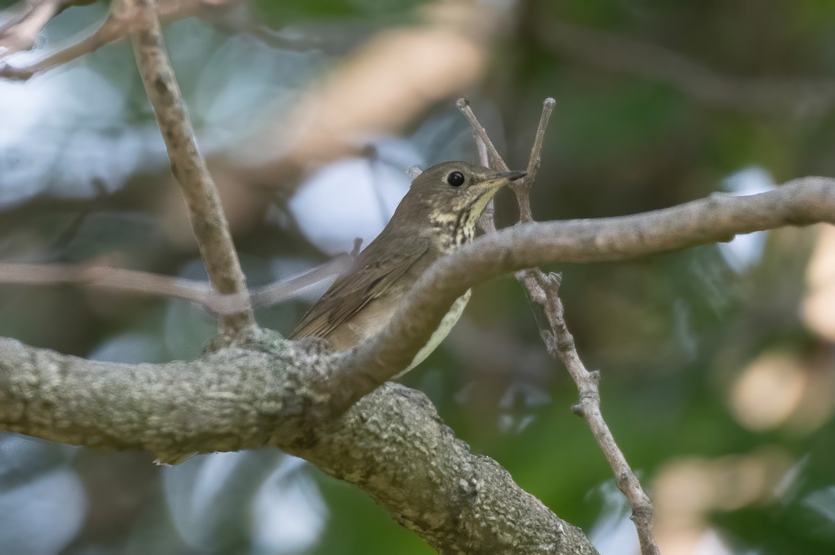 Gray-cheeked Thrush - ML624152865