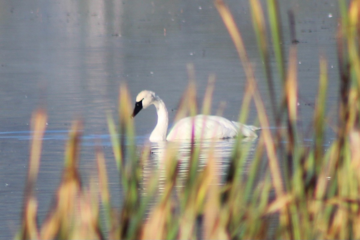 Trumpeter Swan - ML624152866