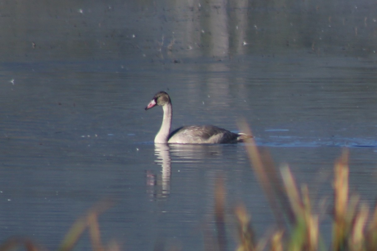 Trumpeter Swan - ML624152873