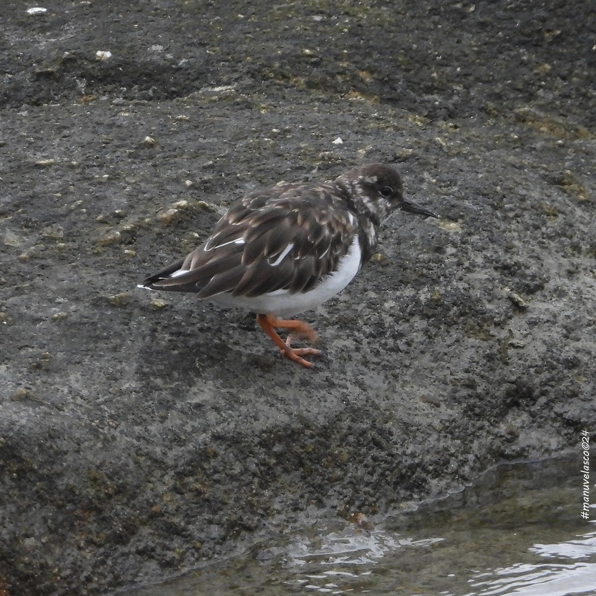 Ruddy Turnstone - ML624152878