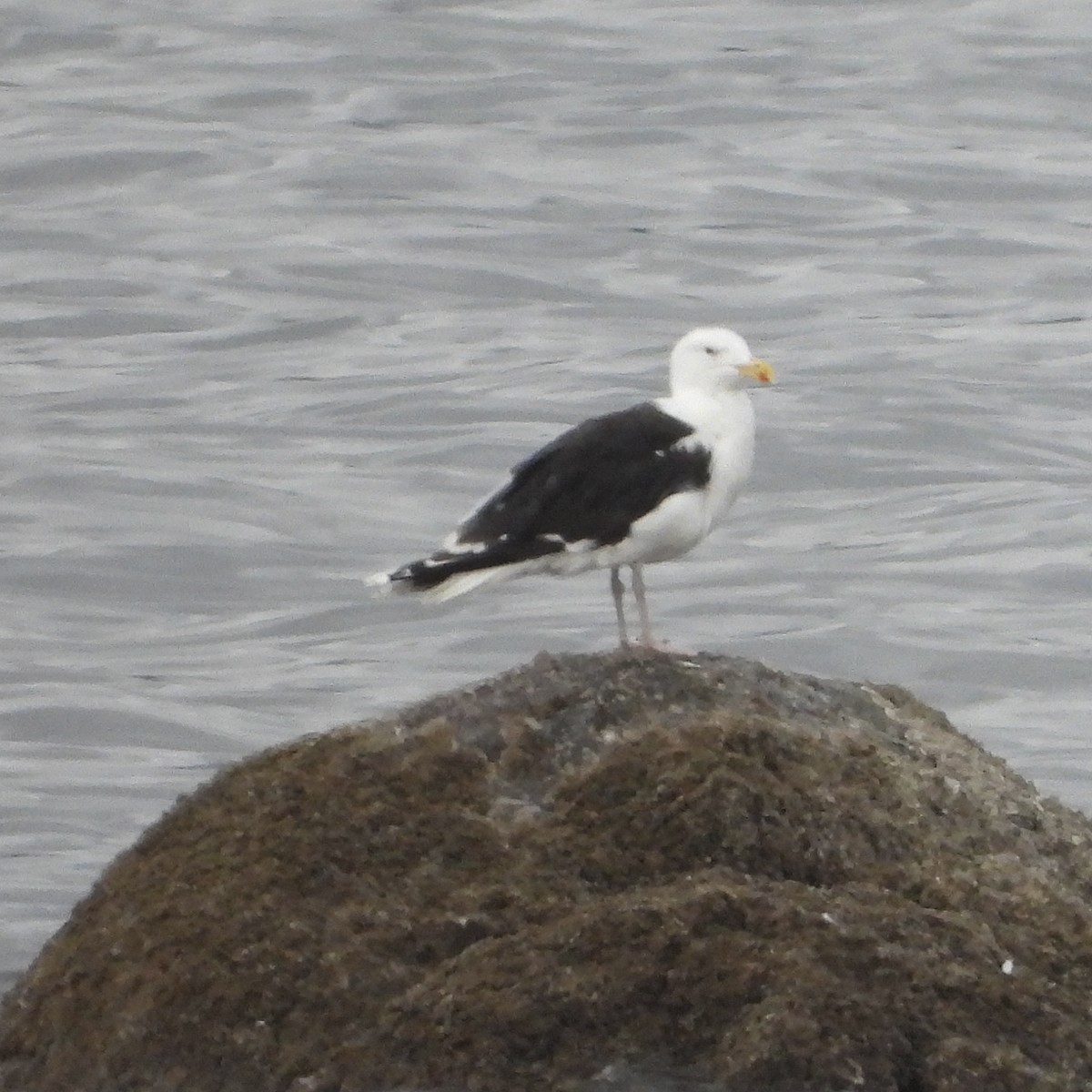 Great Black-backed Gull - ML624152880