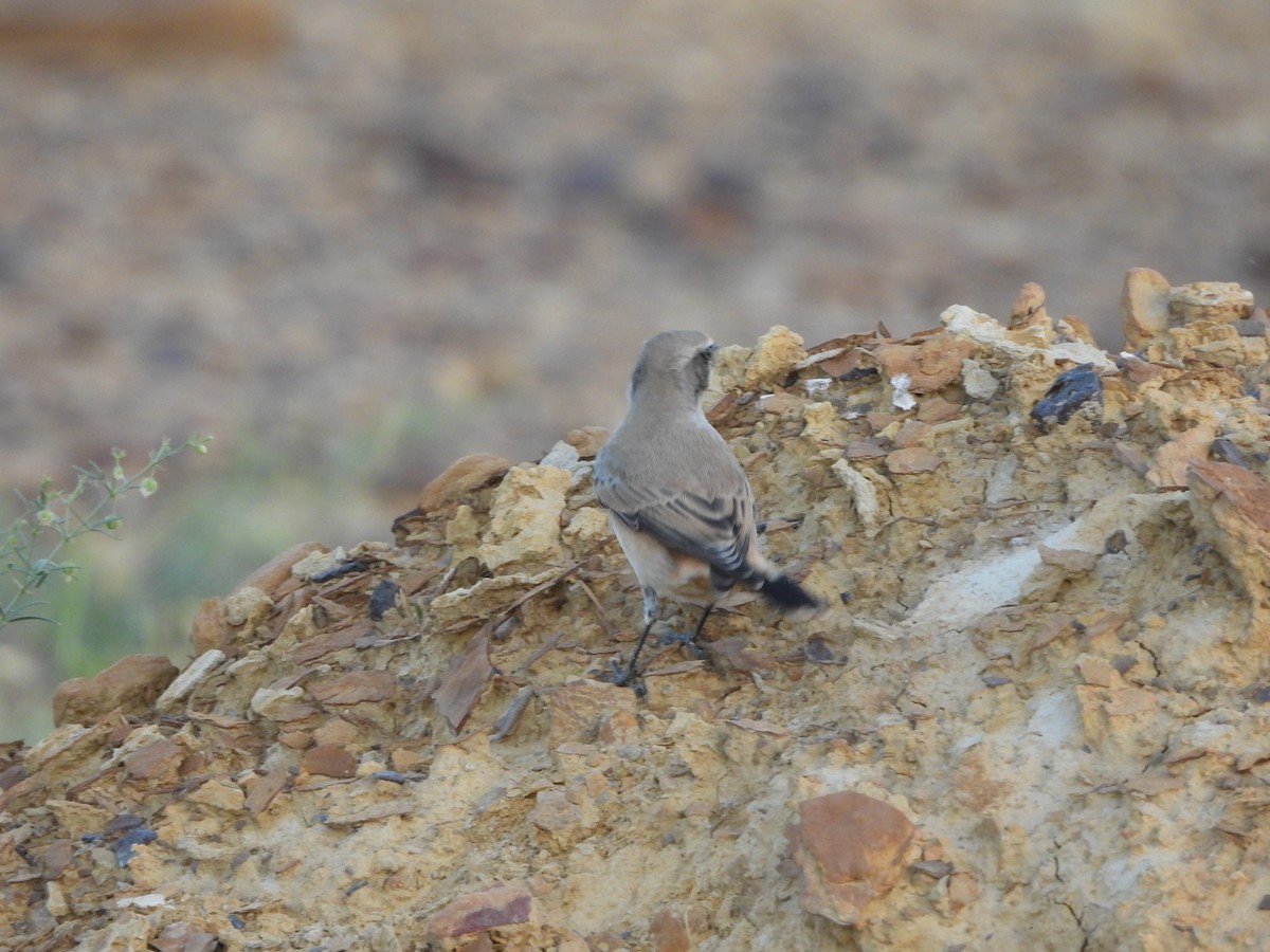 Persian Wheatear - ML624152896