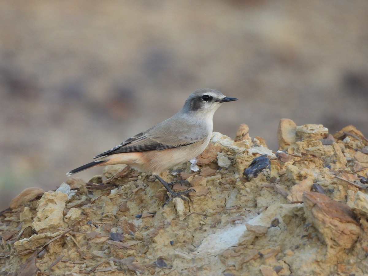 Persian Wheatear - ML624152897