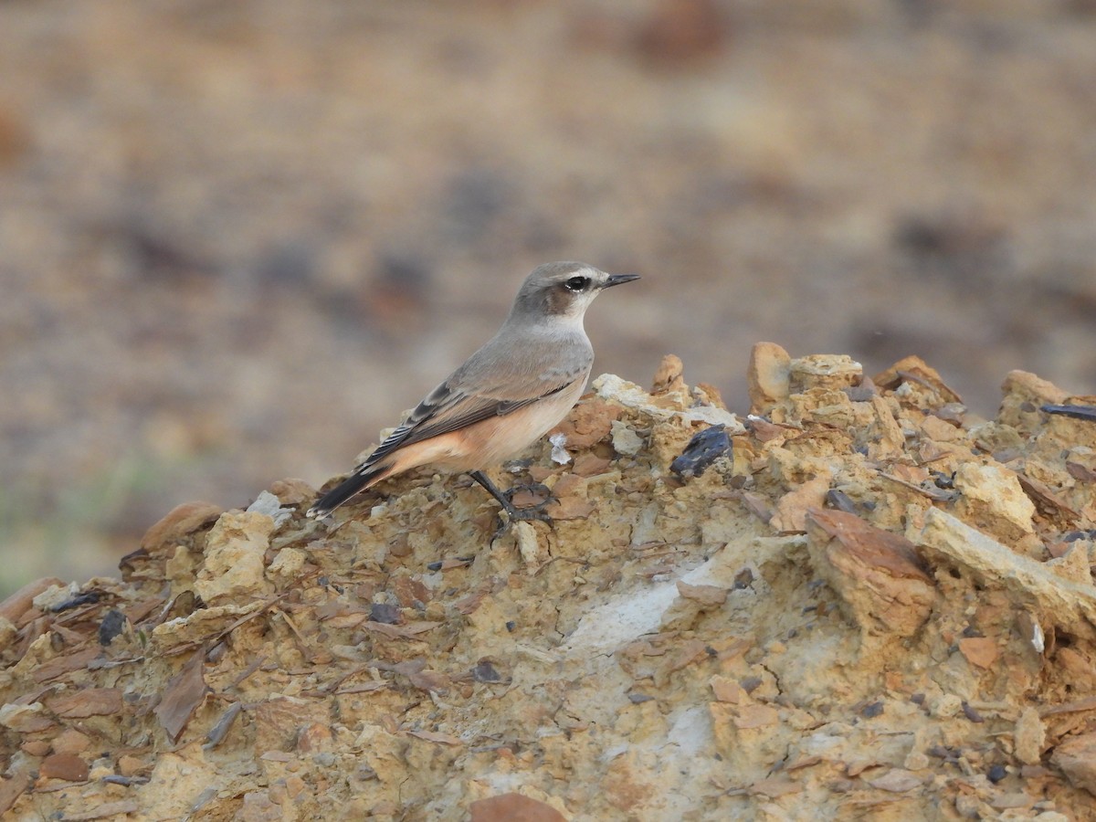 Persian Wheatear - ML624152898