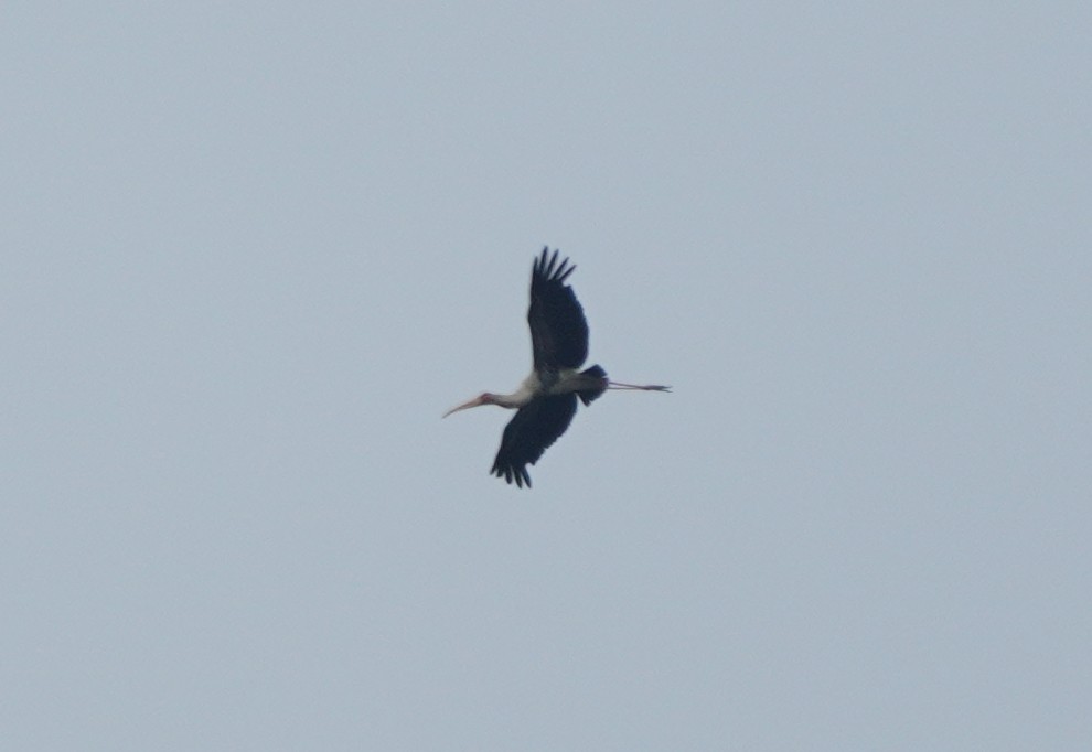 Painted Stork - ML624152901