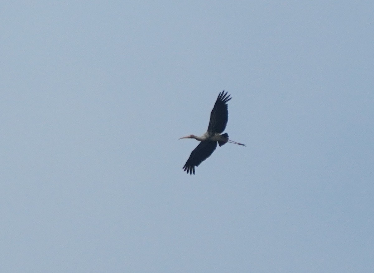 Painted Stork - ML624152904