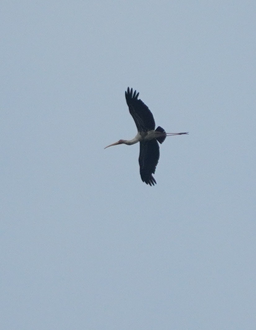 Painted Stork - ML624152905