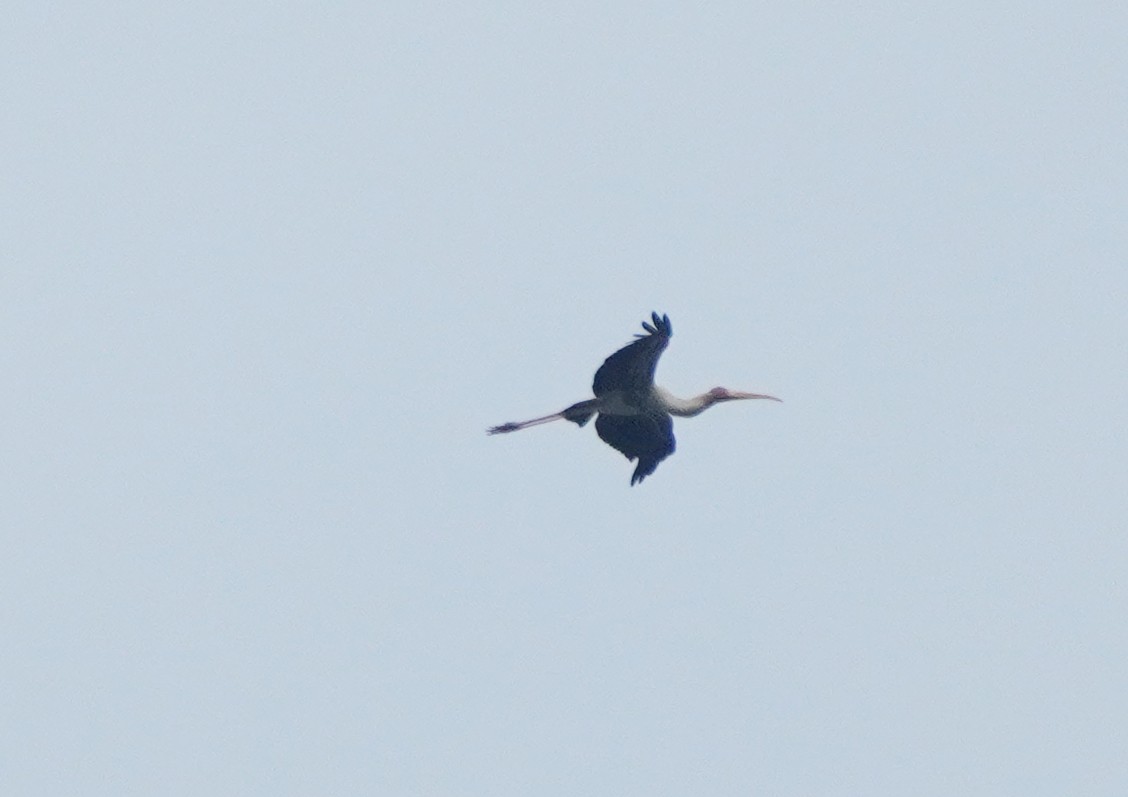 Painted Stork - ML624152906