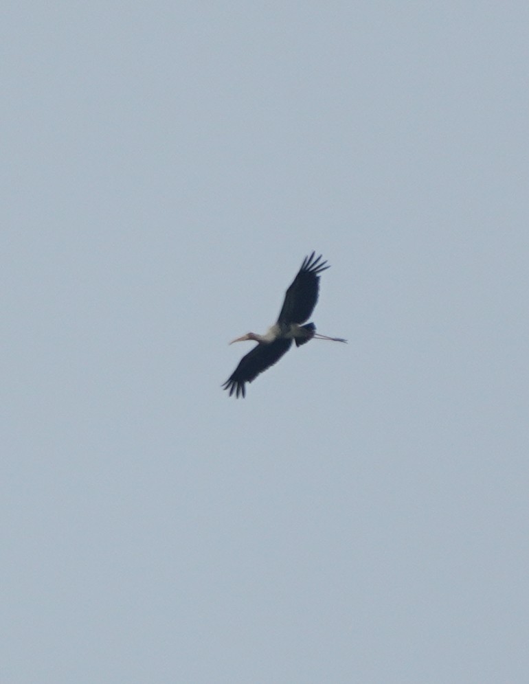 Painted Stork - ML624152909