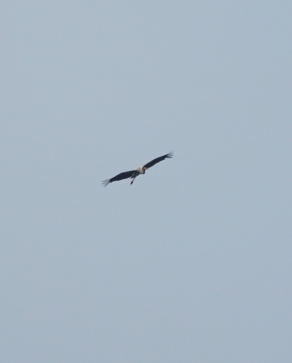 Painted Stork - ML624152910