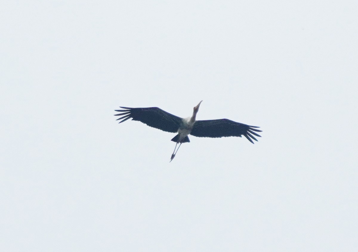 Painted Stork - ML624152912