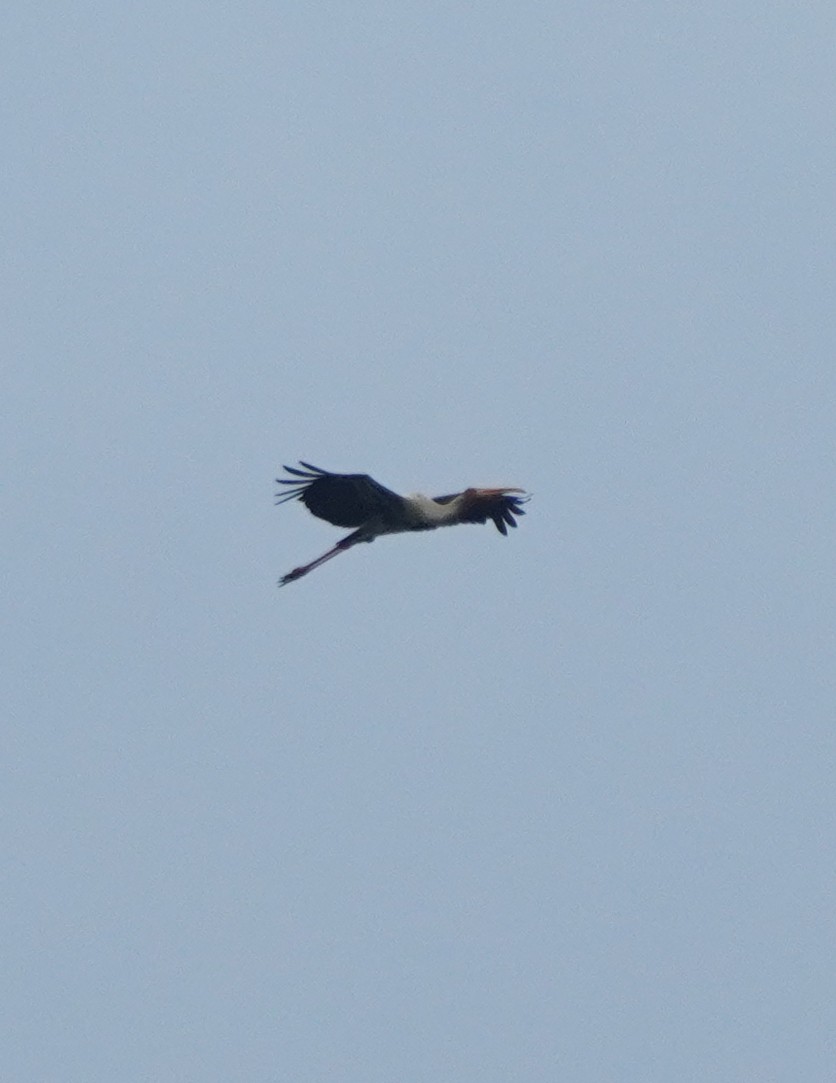 Painted Stork - ML624152915