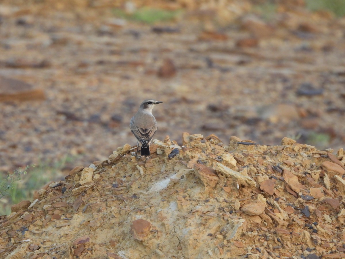 Persian Wheatear - Ranjeet Singh