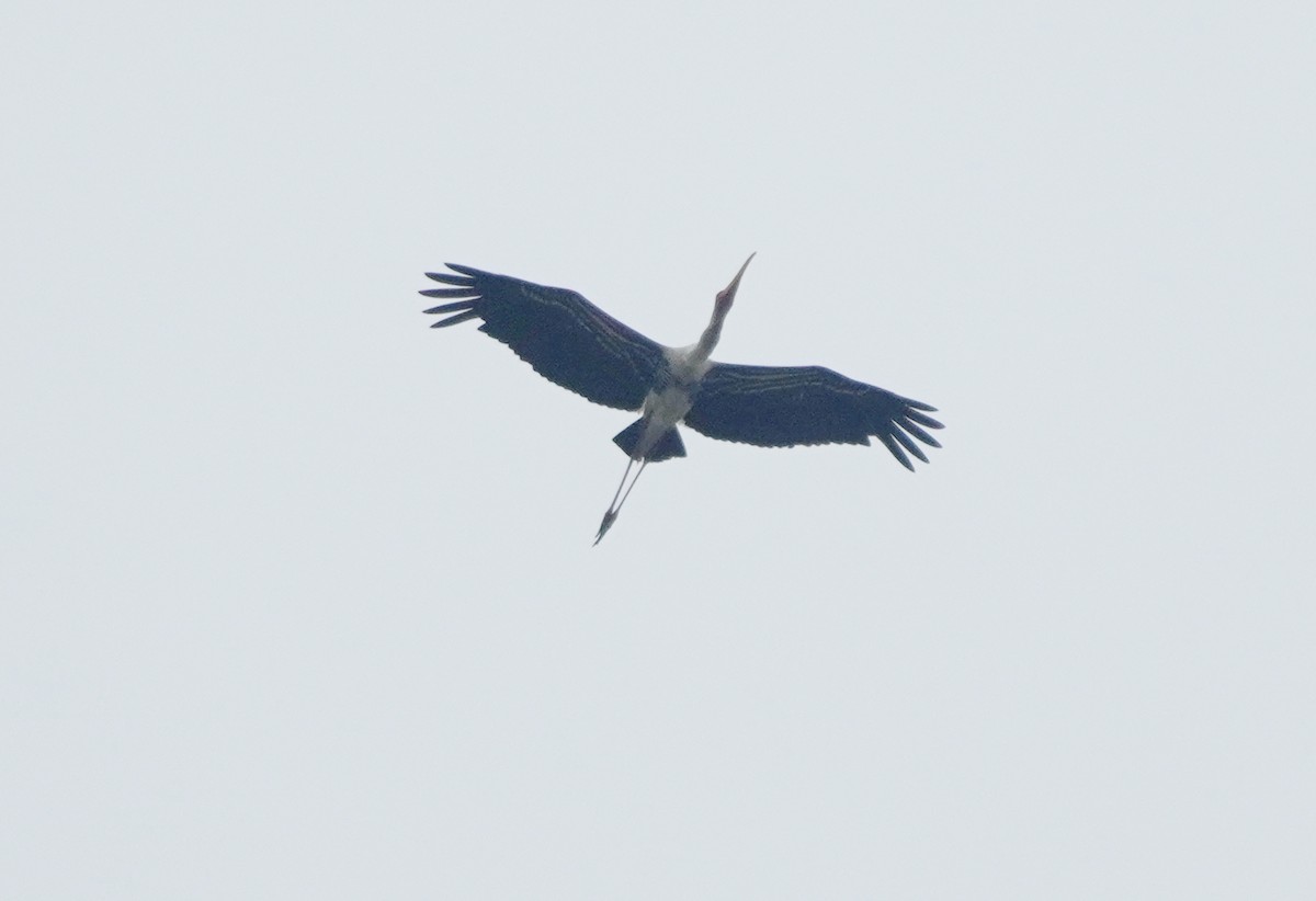 Painted Stork - ML624152917